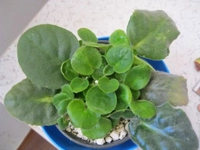 Afrika Menekşesi Üretimi