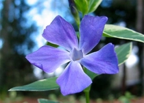 Cezayir Menekşesi Çiçeği Özellikleri