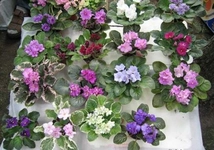 Menekşe Nasıl Bakılır?