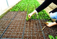 Menekşe Yaprağı Köklendirme Nasıl Yapılır? 