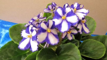 Menekşe Gübresi Nelerdir?