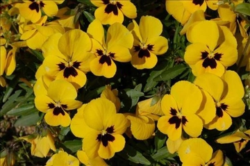 Sarı Menekşe Faydaları Nelerdir?